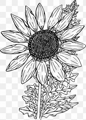 Wild Flower - Coloring Book Drawing PNG