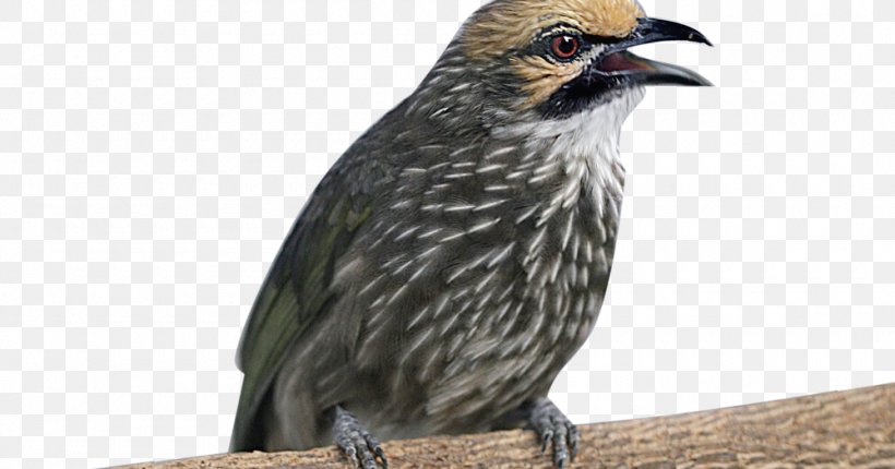 Bird Straw-headed Bulbul Bar-winged Prinia Animal, PNG, 1000x525px, Bird, Animal, Beak, Bulbul, Cuculiformes Download Free