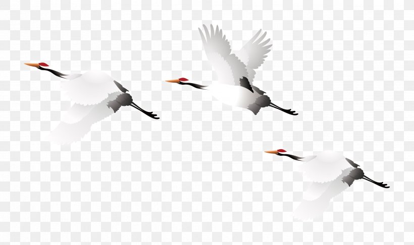 Crane Bird, PNG, 2581x1530px, Crane, Animal Migration, Beak, Bird, Bird Migration Download Free