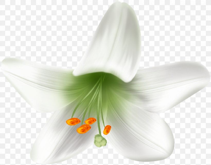 Lily M, PNG, 1200x943px, Lily M, Flower, Flowering Plant, Lily, Lily Family Download Free