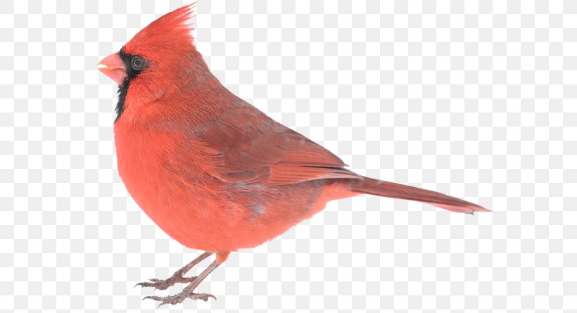 Northern Cardinal Cardinal Creative Company Advertising, PNG, 600x445px, Northern Cardinal, Advertising, Beak, Bird, Brand Download Free