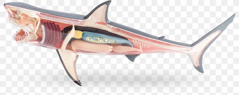 Requiem Sharks Great White Shark Shark Anatomy, PNG, 900x360px, Watercolor, Cartoon, Flower, Frame, Heart Download Free