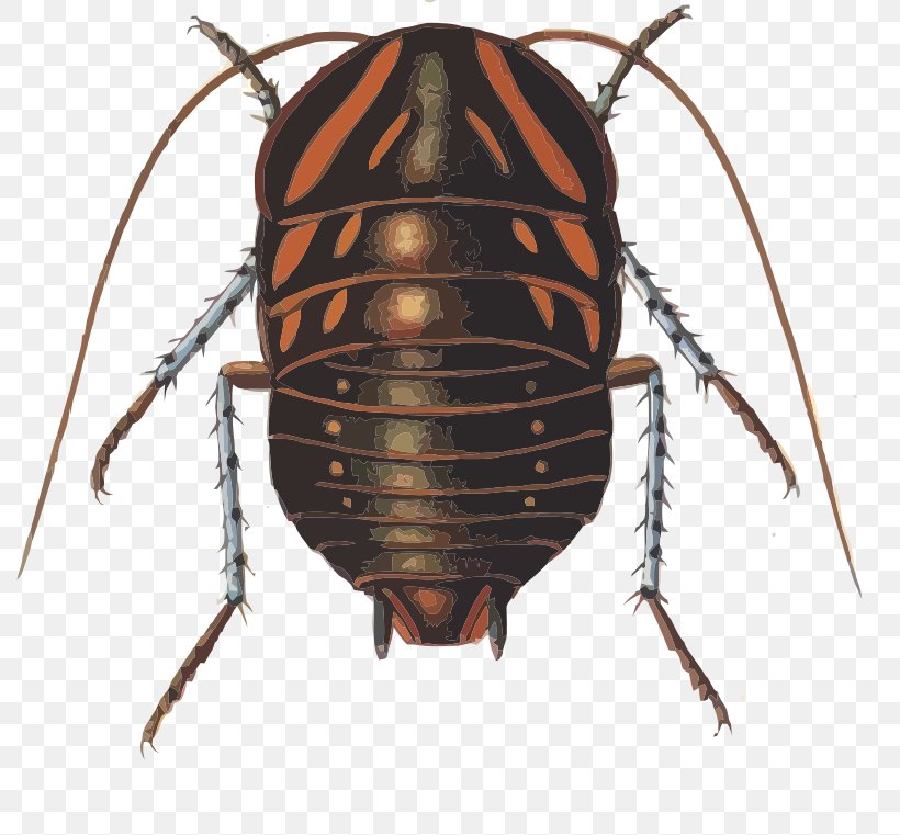 Cockroach Blattidae Dictyoptera Polyzosteria Mitchelli Blaberidae, PNG, 800x761px, Cockroach, Arthropod, Beetle, Blaberidae, Blattidae Download Free
