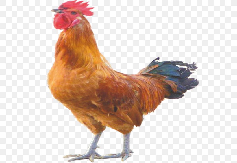 Rooster Chicken Bird, PNG, 567x567px, Rooster, Beak, Bird, Chicken, Fauna Download Free