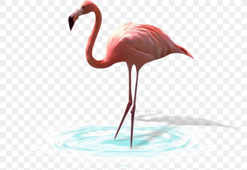 Water Bird Greater Flamingo White Stork, PNG, 800x565px, Bird, Beak, Drawing, Egret, Flamingo Download Free