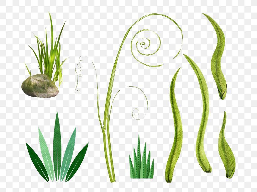 Grass Bamboo Clip Art, PNG, 760x612px, Grass, Bamboo, Flora, Flower, Grass Family Download Free