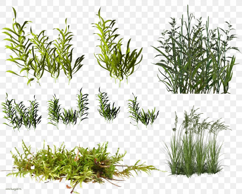 Herbaceous Plant Shrubland Clip Art, PNG, 3230x2589px, Herbaceous Plant, Aquarium Decor, Evergreen, Grass, Grass Family Download Free