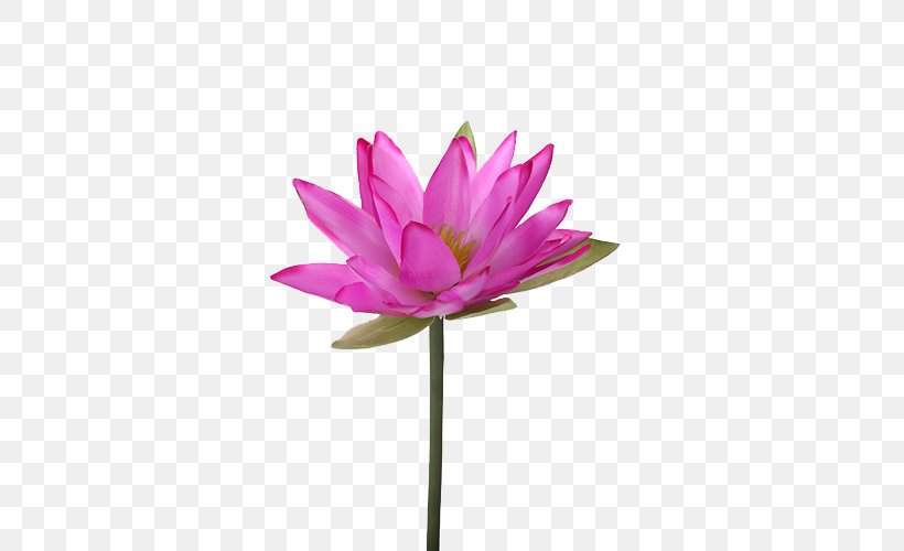 Nelumbo Nucifera Water Lily Flower Lilium Plant Stem, PNG, 500x500px, Nelumbo Nucifera, Aquatic Plant, Artificial Flower, Cut Flowers, Dahlia Download Free