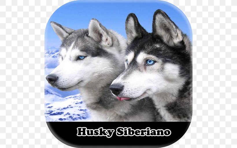 Siberian Husky Alaskan Klee Kai Puppy El Husky Siberiano Samoyed Dog, PNG, 512x512px, Siberian Husky, Alaskan Husky, Alaskan Klee Kai, Alaskan Malamute, Animal Download Free