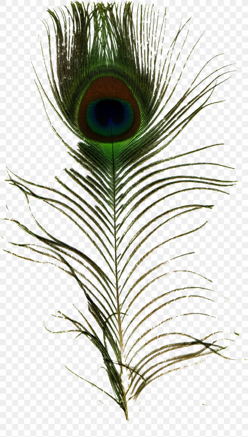 Feather Pavo Peafowl Clip Art, PNG, 1483x2610px, Feather, Arecales, Date Palm, Glog, Glogster Download Free