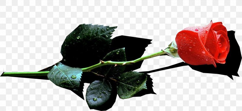 Garden Roses Leave The Ranks Of The Superstitious And Cowardly Cut Flowers Bud, PNG, 1736x797px, Garden Roses, Book, Bud, Cut Flowers, Flora Download Free