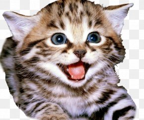Chinchilla - Kitten Lykoi Savannah Cat Manx Cat Bengal Cat PNG