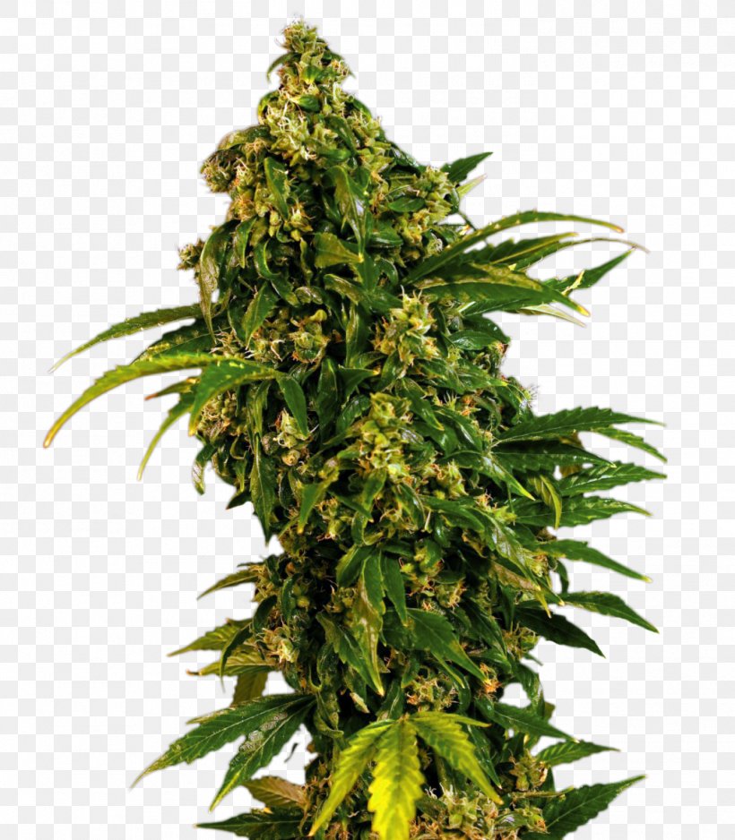 Marijuana Cannabis Sativa Skunk Seed Feminized Cannabis, PNG, 1398x1600px, Marijuana, Blossom, Cannabis, Cannabis Sativa, Conifer Cone Download Free