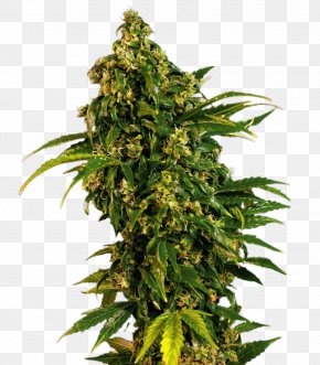 Cannabis - Marijuana Cannabis Sativa Skunk Seed Feminized Cannabis PNG