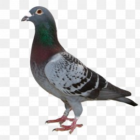 Yucca - Pit Bull Columbidae Domestic Pigeon Stock Dove PNG