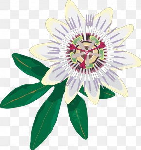 Flower - Purple Passionflower Passiflora Caerulea Clip Art PNG