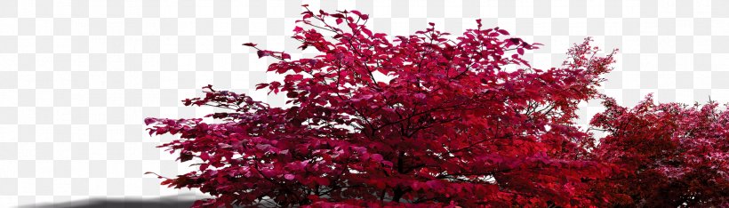 Shrub Tree Leaf Red, PNG, 2341x670px, Tree, Branch, Flora, Floral Design, Maple Download Free