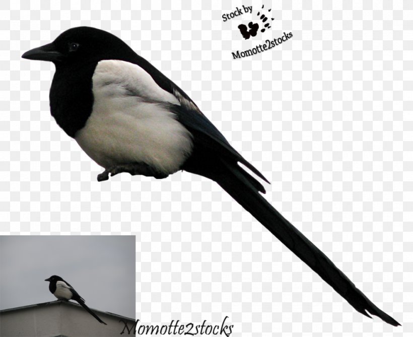 Songbird Eurasian Magpie Crows, PNG, 989x808px, Bird, Beak, Crow Like Bird, Crows, Emberizidae Download Free