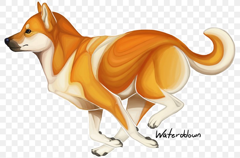 red fox shiba