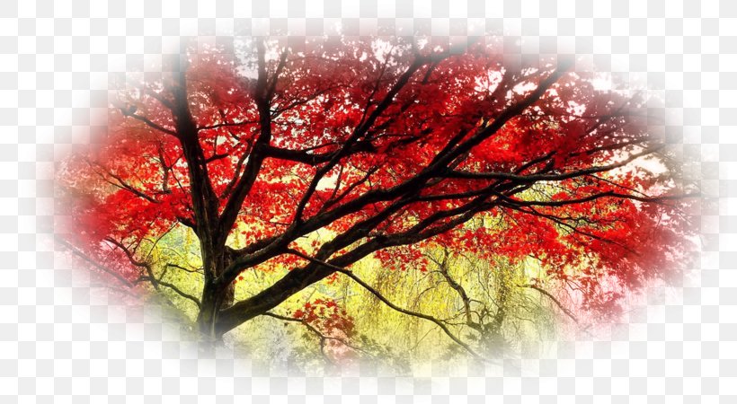 Japanese Maple Tree Desktop Wallpaper Garden, PNG, 800x450px, Japan, Autumn, Autumn Leaf Color, Branch, Forest Download Free