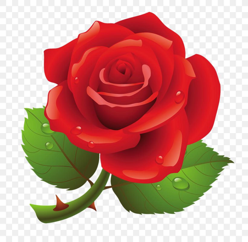 Rose Download Clip Art, PNG, 783x800px, Rose, Cartoon, China Rose, Cut Flowers, Document Download Free