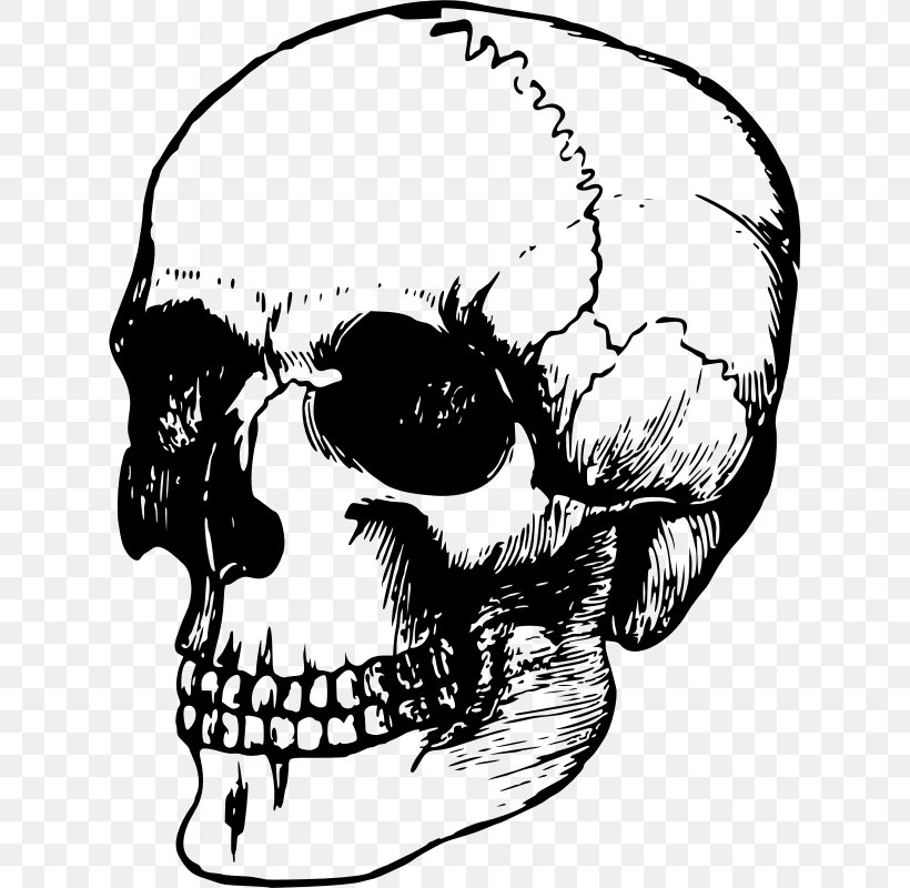 Skull Human Skeleton Head Drawing Png 624x800px Watercolor Cartoon Flower Frame Heart Download Free