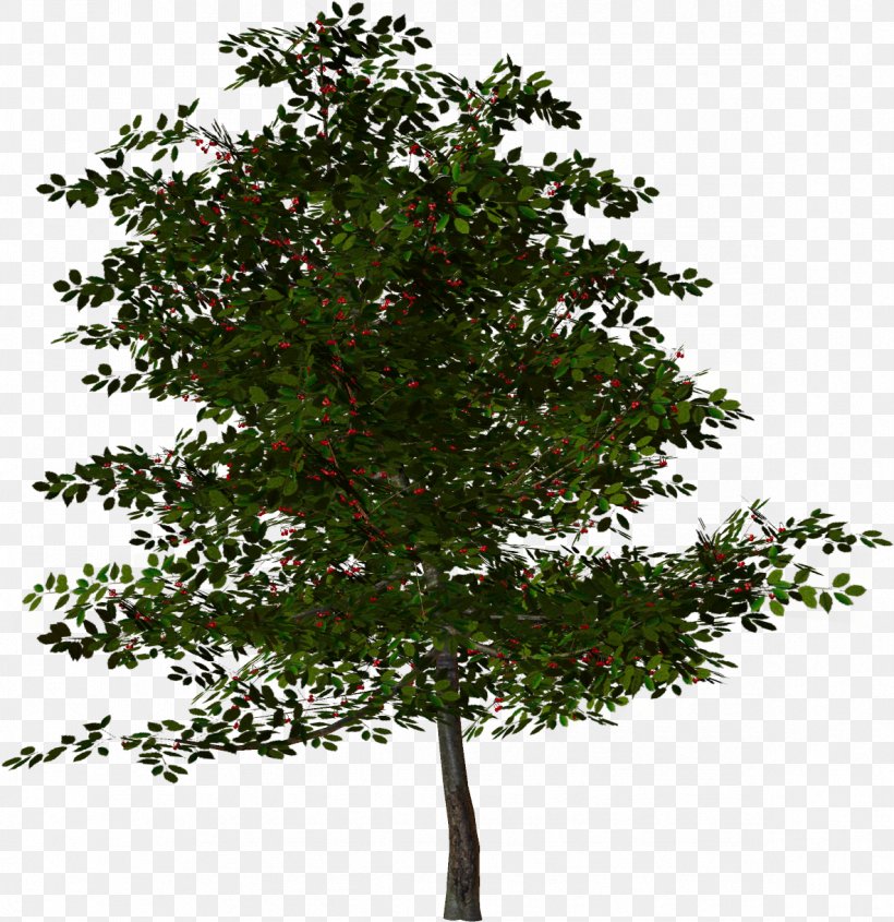 Tree Rendering Clip Art, PNG, 1183x1220px, Tree, Branch, Clipping Path, Evergreen, Houseplant Download Free