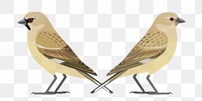 Bird - Bird Afghan Snowfinch House Sparrow White-winged Snowfinch Beak PNG