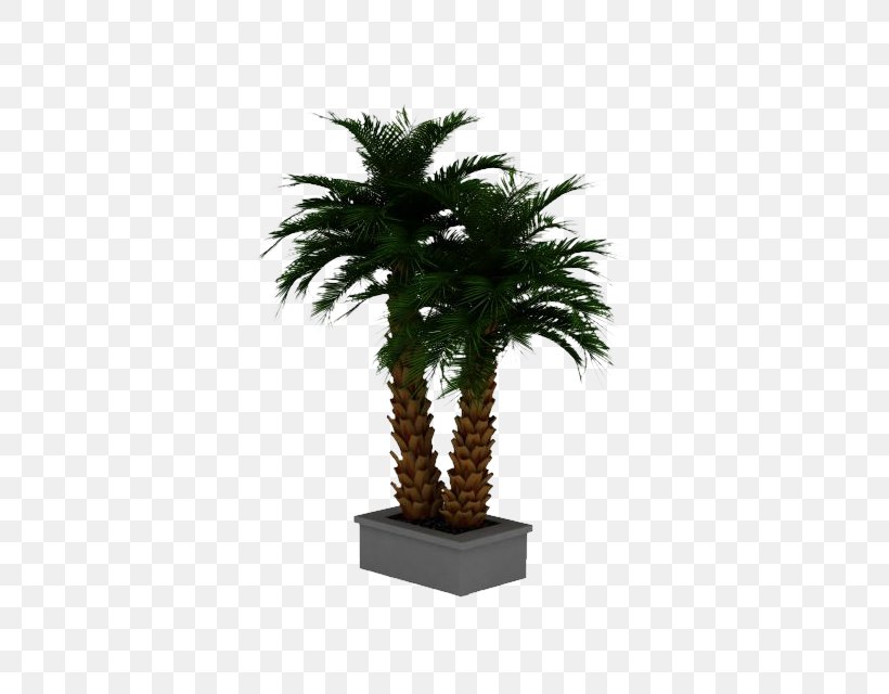 Date Palm Arecaceae 3D Computer Graphics Phoenix Roebelenii, PNG, 640x640px, 3d Computer Graphics, 3d Modeling, Date Palm, Animator, Arecaceae Download Free