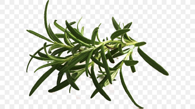 Dietary Supplement Summer Savory Herb Olive Oil Fish Oil, PNG, 600x460px, Dietary Supplement, Fish Oil, Food, Health, Herb Download Free