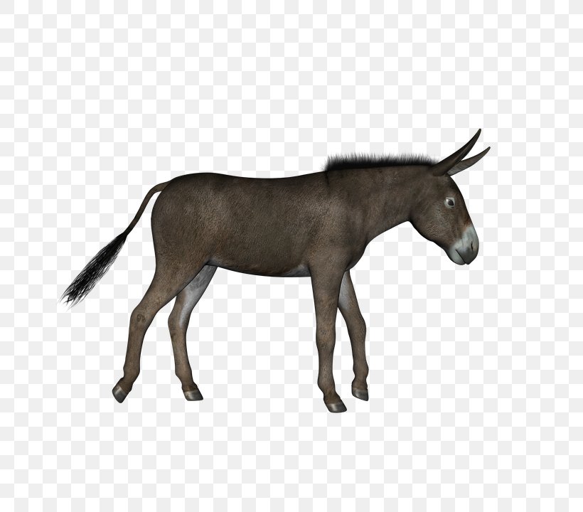Hinny Donkey Animal, PNG, 720x720px, Donkey, Donkey Walk, Fauna, Horn, Horse Download Free