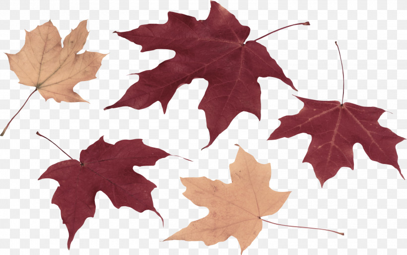 Maple Leaf, PNG, 3000x1880px, Leaf, Black Maple, Deciduous, Flower, Grape Leaves Download Free
