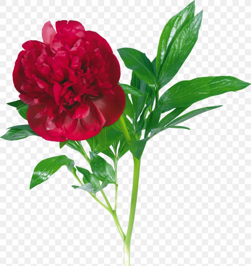 Peony Clip Art, PNG, 1134x1200px, Peony, Annual Plant, Carnation, Cut Flowers, Digital Image Download Free