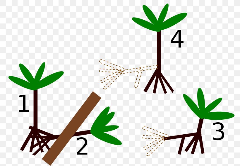 Socratea Exorrhiza Palm Trees Root Image Japanese Zelkova, PNG, 800x566px, Palm Trees, Botany, Herbal, Iriartea, Japanese Zelkova Download Free