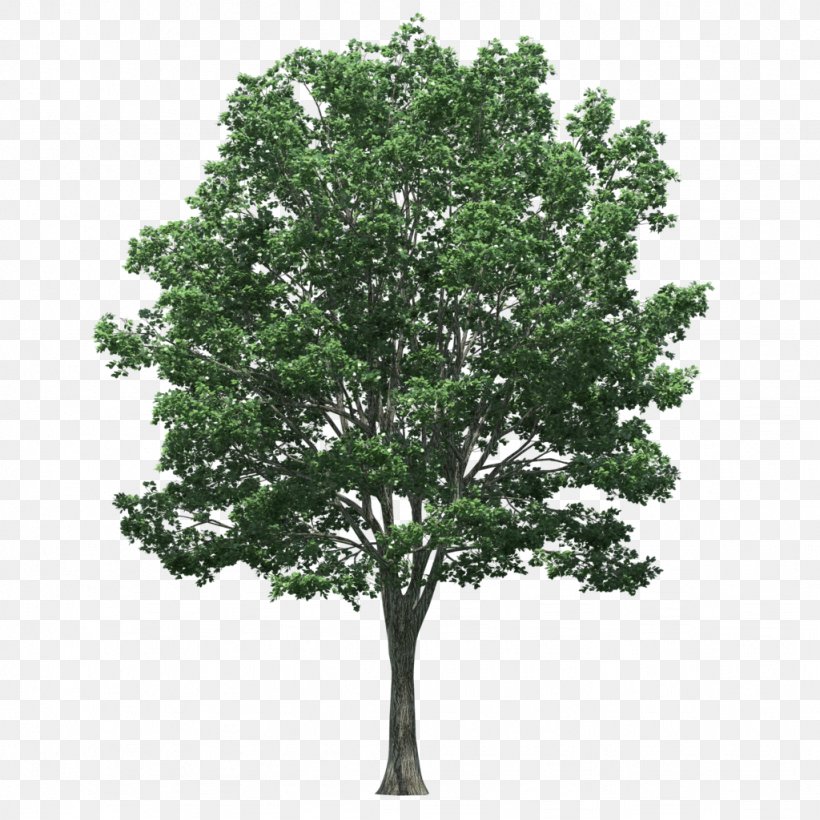 Stock Photography Tree Japanese Zelkova Trunk, PNG, 1024x1024px, Stock Photography, Bonsai, Branch, Forest, Japanese Maple Download Free