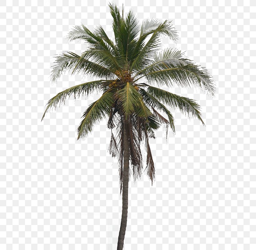 Coconut Tree Arecaceae Clip Art, PNG, 566x800px, Coconut, Arecaceae, Arecales, Borassus Flabellifer, Castor Oil Download Free