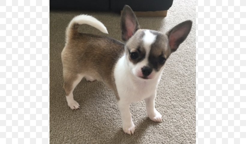 Corgi-Chihuahua Puppy Dog Breed Companion Dog, PNG, 640x480px, Chihuahua, Breed, Breed Group Dog, Carnivoran, Companion Dog Download Free