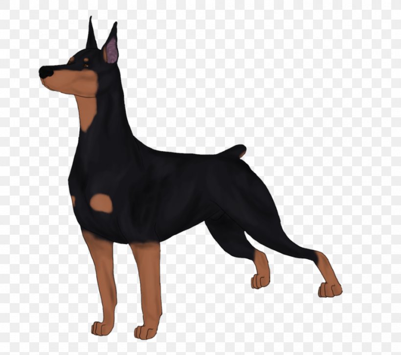 Lancashire Heeler Dobermann German Pinscher Miniature Pinscher Manchester Terrier, PNG, 949x841px, Lancashire Heeler, Australian Cattle Dog, Black And Tan Terrier, Carnivoran, Dobermann Download Free