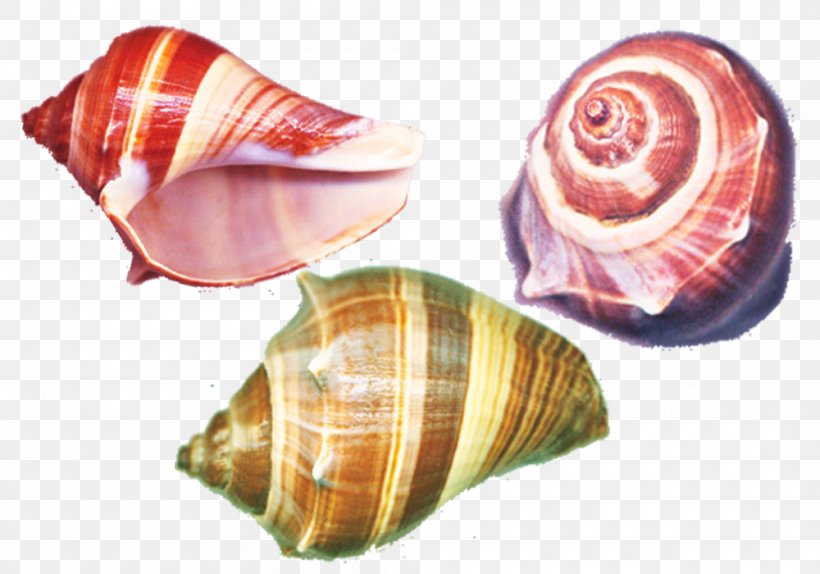 Seashell Sea Snail Conch, PNG, 1000x700px, Seashell, Cockle, Conch, Conchology, Digital Image Download Free