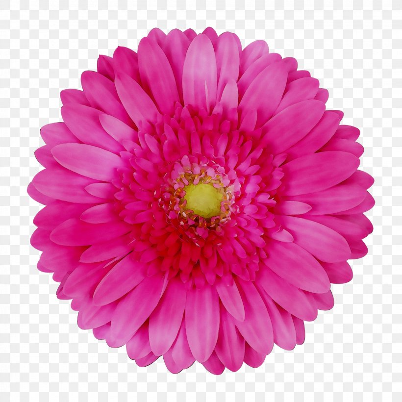 Vector Graphics Stock Illustration Royalty-free, PNG, 2055x2055px, Royaltyfree, Annual Plant, Artificial Flower, Aster, Barberton Daisy Download Free