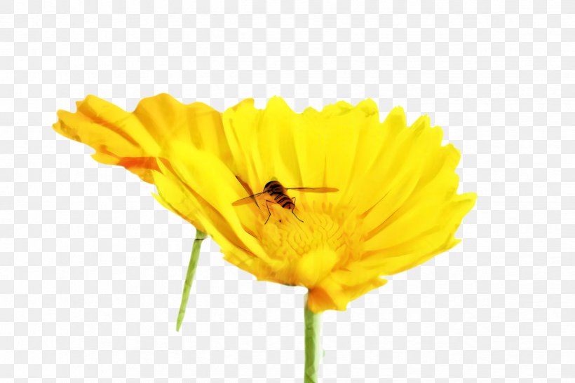 Bee Cartoon, PNG, 2444x1632px, Marigold, Bee, Bloom, Blossom, Calendula Download Free