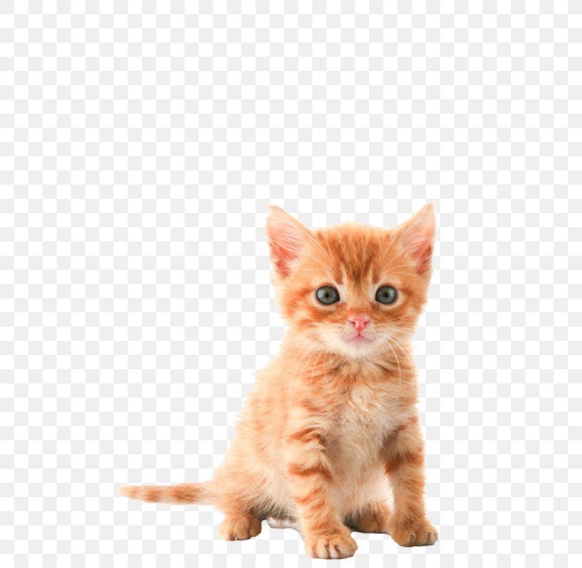 Kitten Tabby Cat Clip Art, PNG, 537x800px, Kitten, American Shorthair, American Wirehair, Animal, California Spangled Download Free