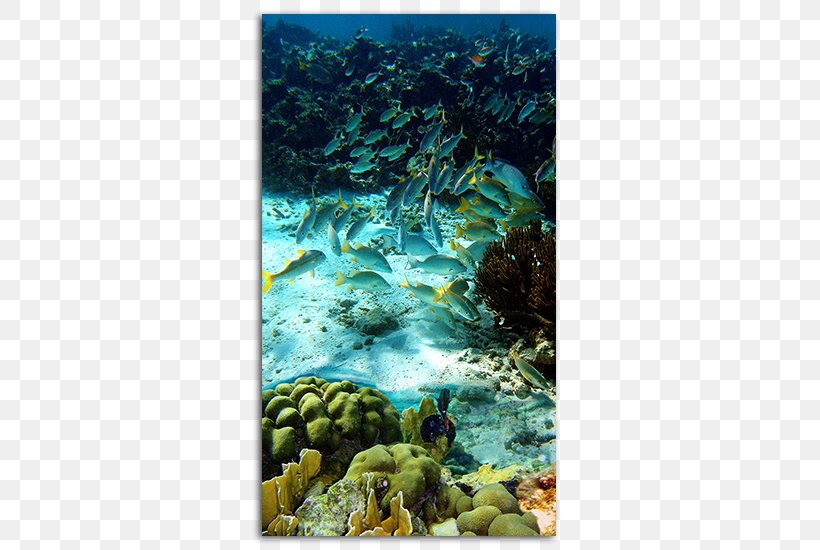 Klein Bonaire Kralendijk Coral Reef Geologie Van Bonaire Bonaire National Marine Park, PNG, 485x550px, Klein Bonaire, Abc Islands, Antilles, Aqua, Bonaire Download Free