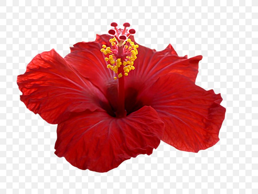 Shoeblackplant Hibiscus Tea Roselle Petal Flower, PNG, 800x617px, Shoeblackplant, Alcoholic Drink, China Rose, Chinese Hibiscus, Drink Download Free