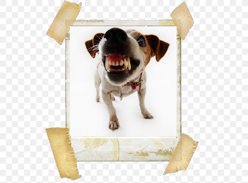 Zen Dog Pet Boutique Jack Russell Terrier Cat Dog Grooming Dog Aggression, PNG, 567x604px, Jack Russell Terrier, Aggression, Bark, Biting, Carnivoran Download Free