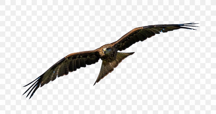 Bird Parrot Eagle Clip Art, PNG, 1200x636px, Bird, Accipitriformes, Animal, Bald Eagle, Beak Download Free