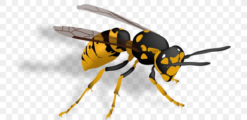 Hornet Bee Insect Vespula Wasp, PNG, 730x400px, Hornet, Arthropod, Baldfaced Hornet, Bee, Common Wasp Download Free