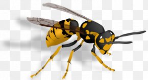 Insect Trap - Hornet Bee Insect Vespula Wasp PNG