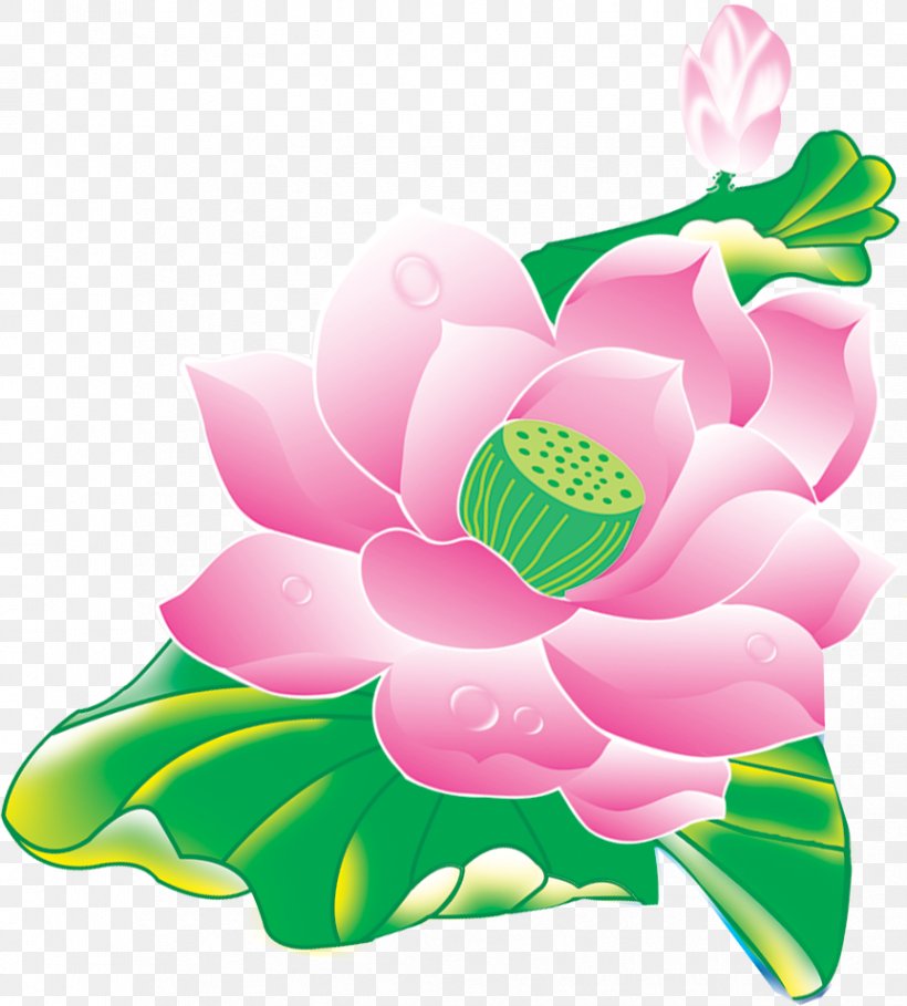 Nelumbo Nucifera Flower Lotus Effect, PNG, 863x957px, Nelumbo Nucifera, Flora, Flower, Flowering Plant, Green Download Free