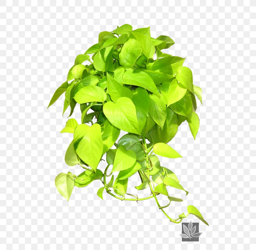Plant Interscapes Devil's Ivy Houseplant Philodendron Cordatum Scindapsus, PNG, 522x800px, Plant Interscapes, Aquarium Decor, Cutting, Embryophyta, Epipremnum Download Free